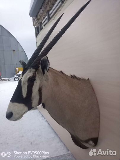 Чучела африканских животных