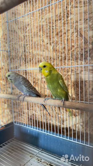 Волнистый попугай