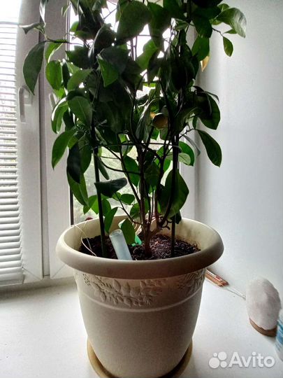 Цитрусовые растения