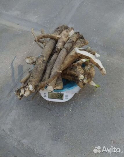 Листья и корень хрена