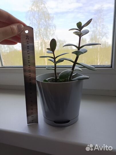 Денежное дерево. Крассула толстянка