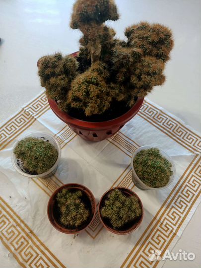 Кактусы и суккуленты