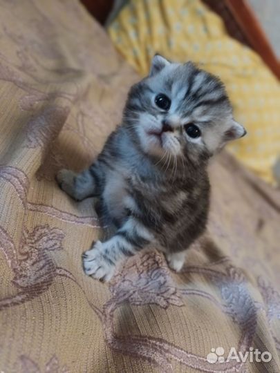 Шотландская вислоухая кошка