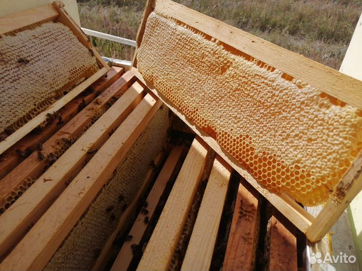 Мёд Акация.Донник.Липовый оптом от 100 кг