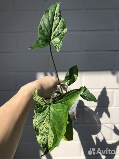 Сингониум Моттлед