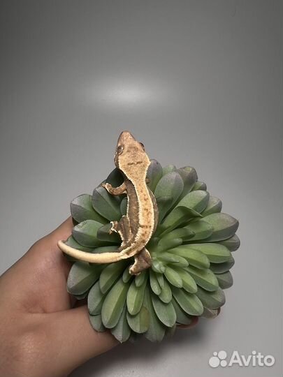 Малыши бананоедов Lilly White и другие