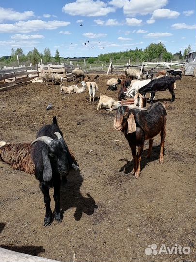 Индейка,Корова,козлы,козы,Козлята,шами-нуб