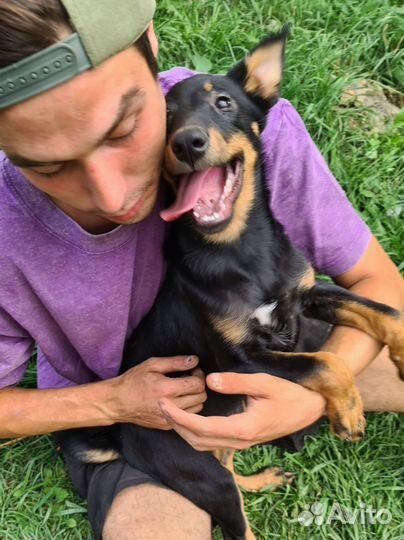 Помесь босерона Пельмень