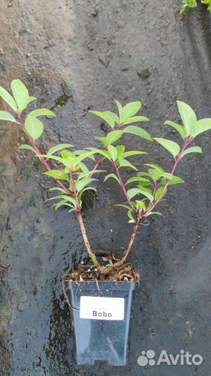 Гортензия метельчатая укоренённые черенки и Р9