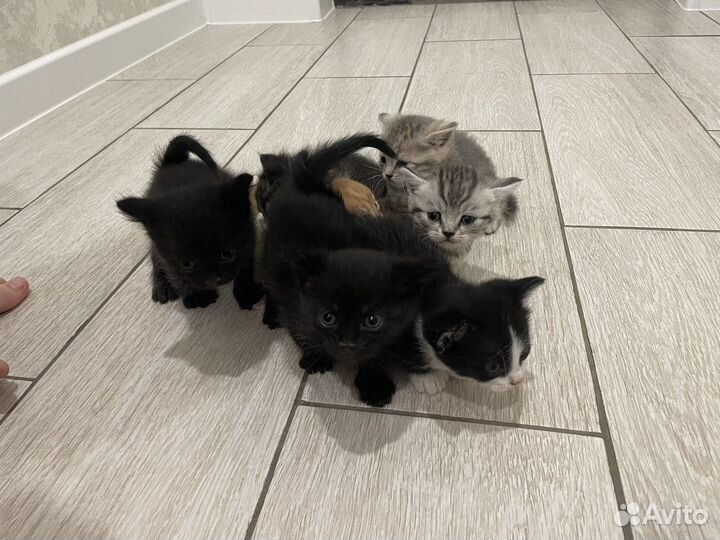 Кошки в добрые руки бесплатно