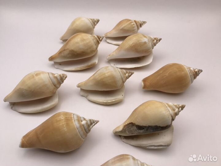 Ракушки для декора