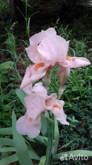 Ирисы сортовые