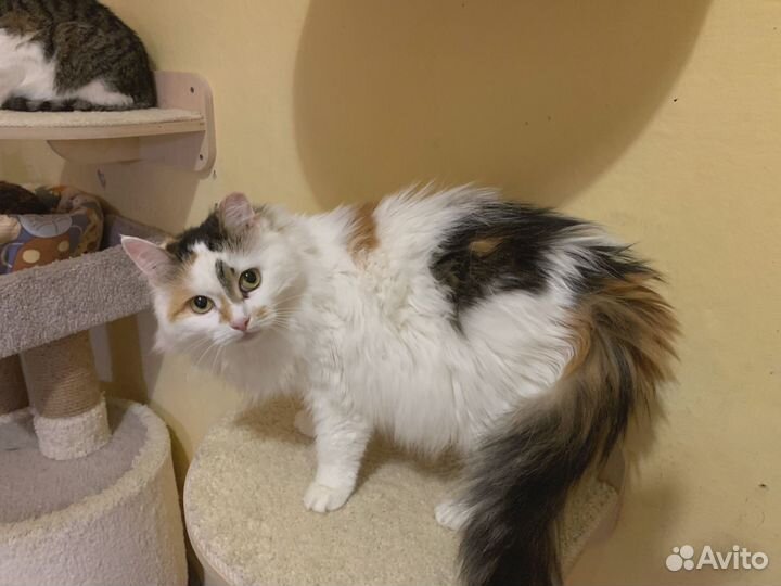 Кошечка Мозаика ищет Дом