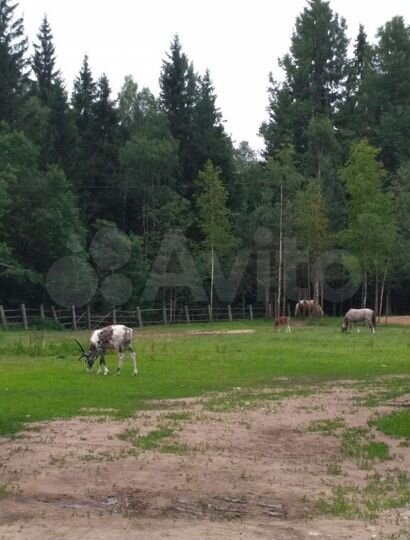 Участок 9 сот. (СНТ, ДНП)