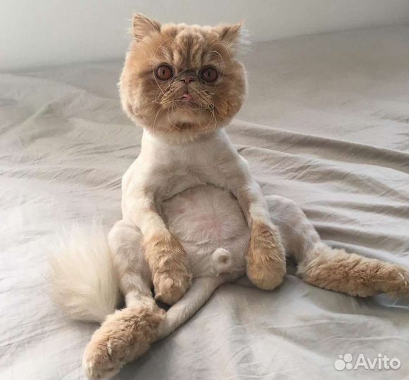 Стрижка кошек на дому