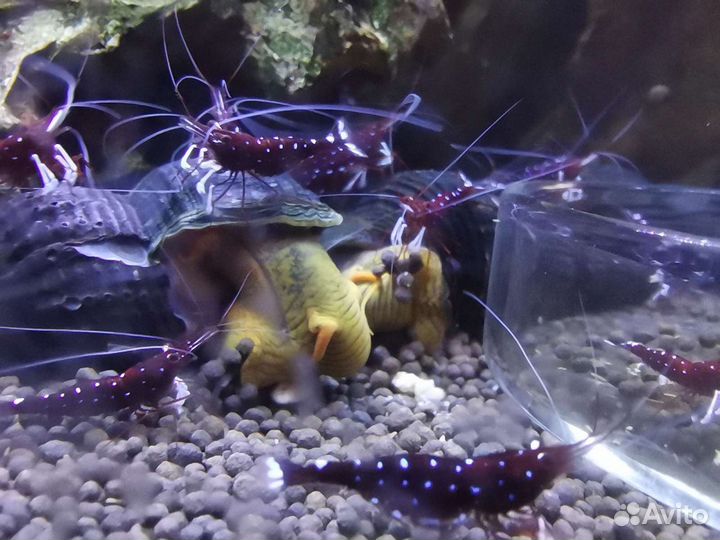 Креветка сулавеси Кардинал