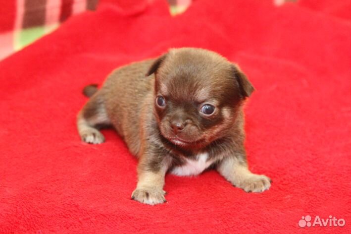 Гладкошерстные девочки И мальчики