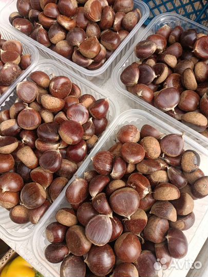 Каштан съедобный Урожай 2023