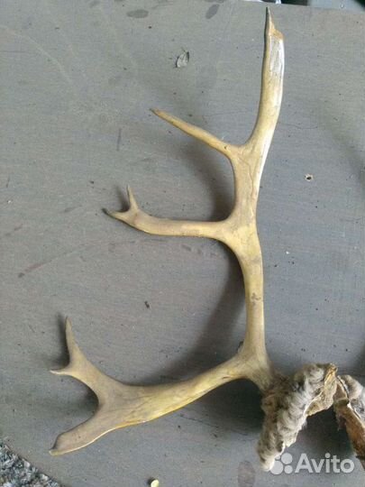 Рога оленя