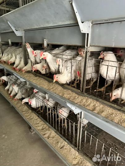 Куры несушки разных пород