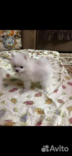 Шпиц мальчики и девочки. Доставка из челябинска