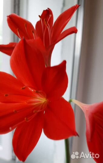 Цветы разные