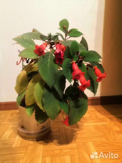 Колерия, фиалка, алоэ