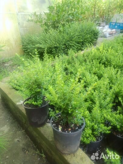 Продажа жимолости для бордюра