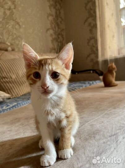 Котята в добрые руки бесплатно