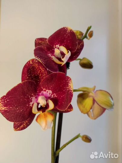 Орхидея фаленопсис