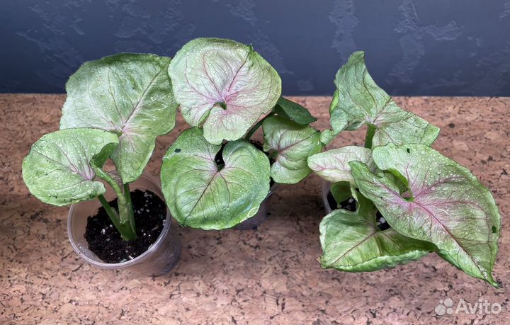 Сингониум ред ями (тай)