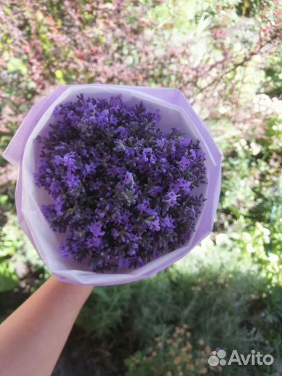 Лаванда букет