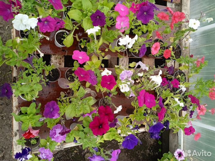 Цветущие Петуния