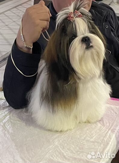 Ши-тцу (мальчик)