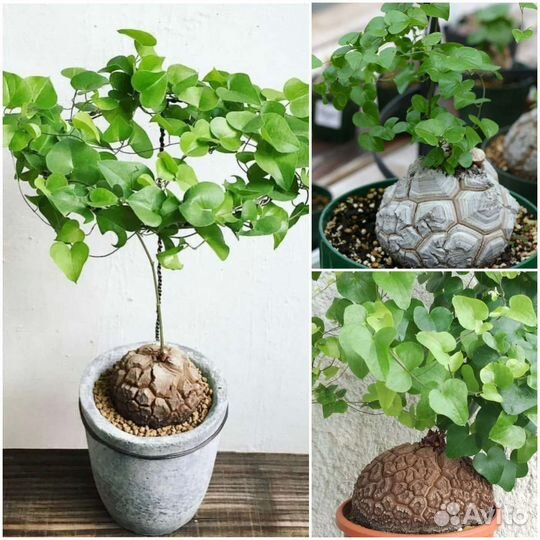 Диоскорея,Плюмерия,Адениум семена