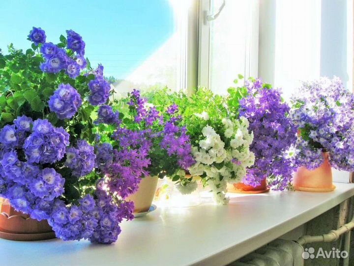 Кампанулла