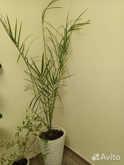 Финиковая пальма