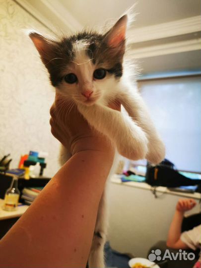 Котята сибирской породы