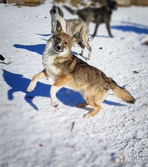 Собака в добрые руки