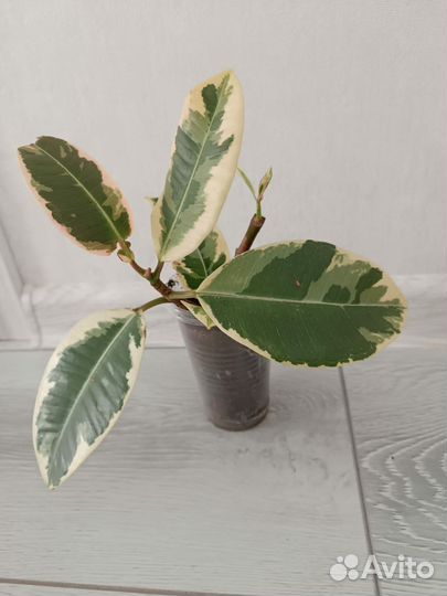 Фикус эластика тинеке