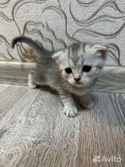 Шотландская