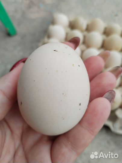 Утиные яйца