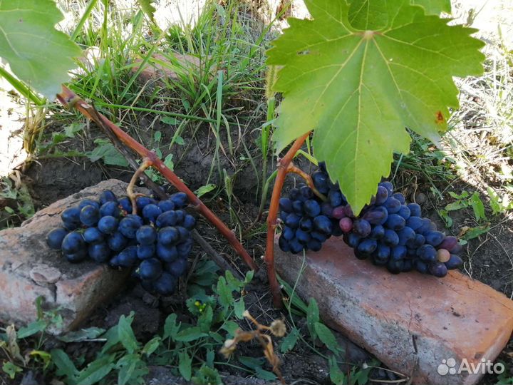 Черенки винограда