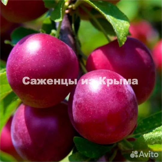 Саженцы Алычи Найдёна