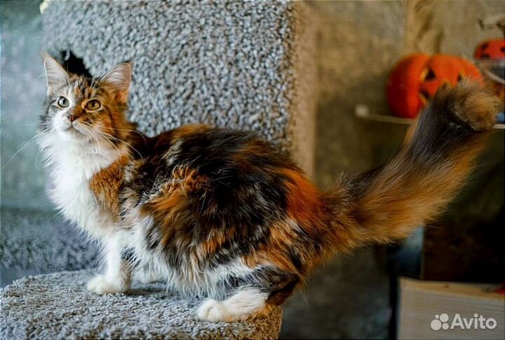 Мейн-кун котенок кошечка