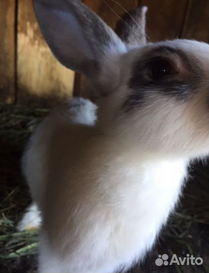 Кролики,мясо