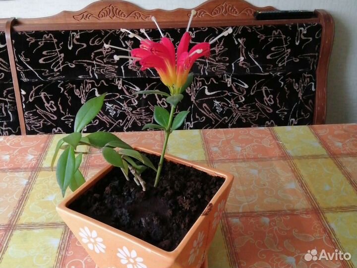 Эсхинантус