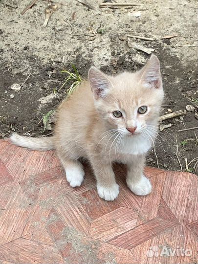 Рыжий мальчик и черная девочка ищут дом