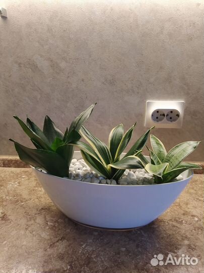 Сансевиерии