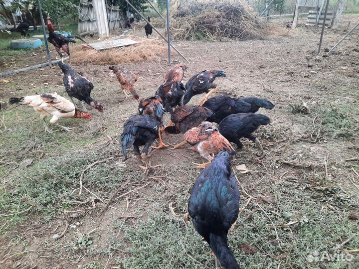 Байцовки куры